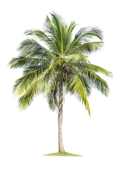 Isolerade kokosnötsträd på vit bakgrund Låg kostnad kokosnötsträd — Stockfoto