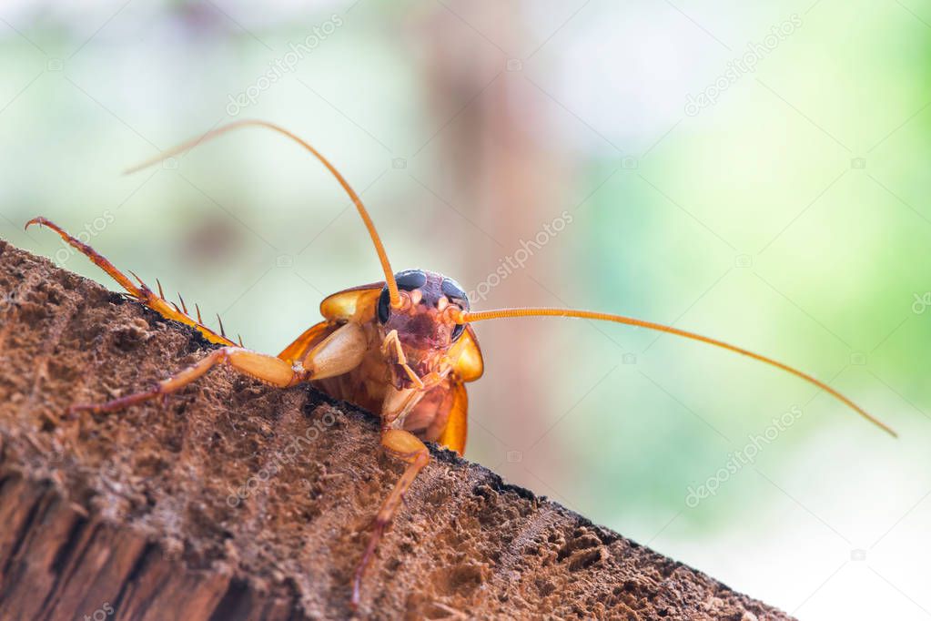 Cockroach on wooden, nature blurred background. Space for text i
