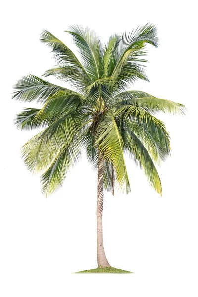 Ізольоване кокосове дерево на білому тлі дешеві кокосові дерева — стокове фото