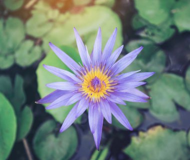 Su damlası, yeşil bitki ve sarı nilüfer çiçeği.