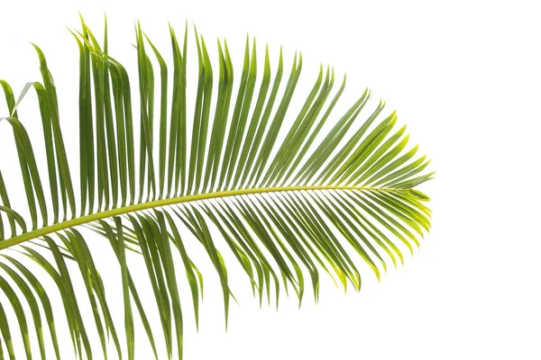 Folhas verdes de palmeira isolada sobre fundo branco. — Fotografia de Stock