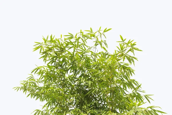 Bamboo. Isolated tree on white background. — Stock Photo, Image