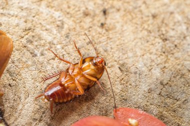 Ölü hamamböceği, evdeki sorun hamamböcekleri yüzünden. 