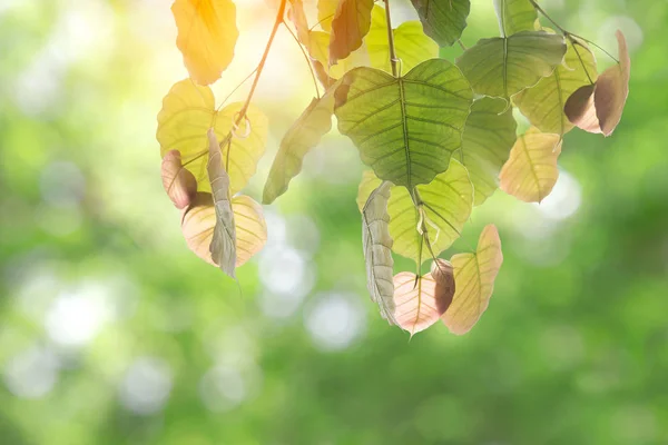 Bodhi eller Peepal Leaf från Bodhi trädet, Heliga trädet för hinduer — Stockfoto