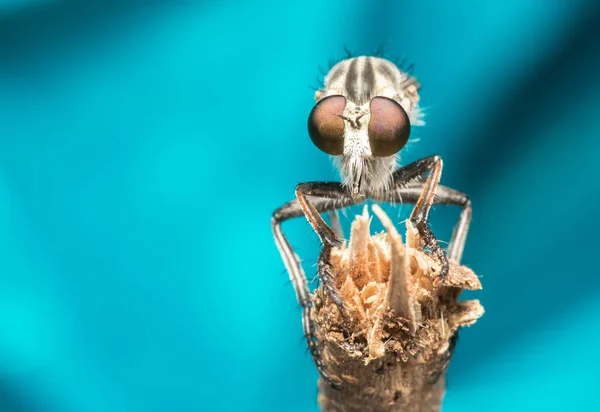 Insektenmakro in freier Wildbahn geschossen. Nahaufnahme Detail des Auges ist sehr klein. — Stockfoto