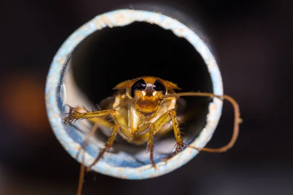Kakkerlakken die in vieze riolen leven. — Stockfoto