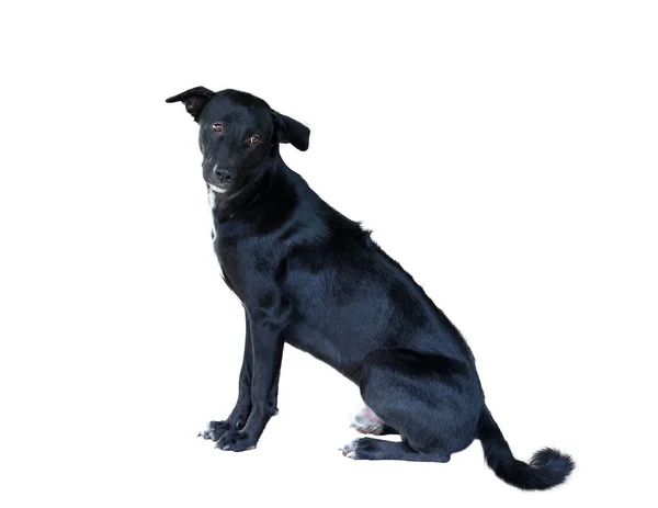 Perros tailandeses negros están esperando comida . — Foto de Stock