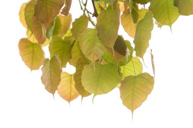 Bodhi beyaz arkaplanda ya da Peepal Leaf üzerinde izole bırakılır