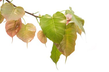 Bodhi beyaz arkaplanda ya da Peepal Leaf üzerinde izole bırakılır