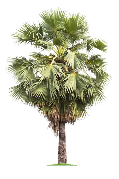 Beyaz Arka Plan üzerinde izole büyük palmiye ağacı. — Stok fotoğraf