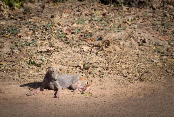 Stray Nepal native sick dog leprosy effect on the skin disease l