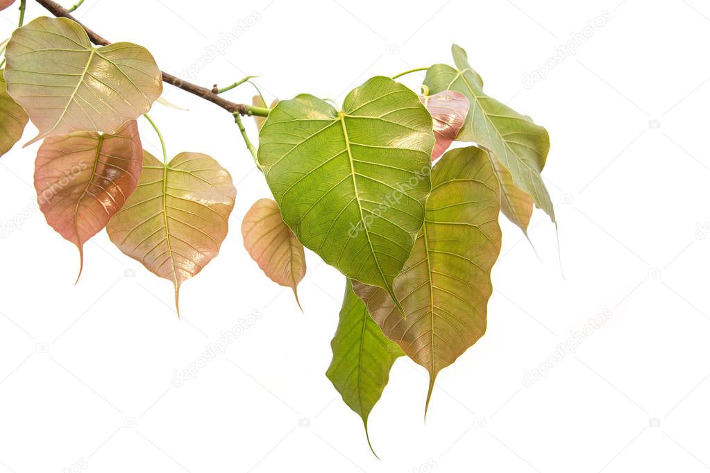 Bodhi leaves isolated on White background or Peepal Leaf from th