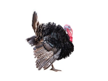 Türkiye beyaz arkaplanda izole edildi.