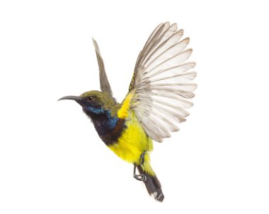 Güzel kuş (Sunbird zeytin destekli uçan) 