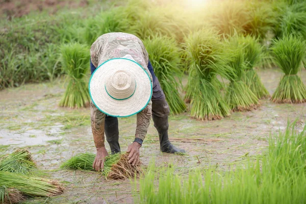 Rice fields, terraces, plantation, farm. An organic asian rice f