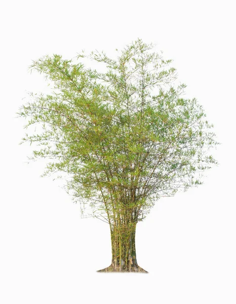 Bambú. Árbol aislado sobre fondo blanco . — Foto de Stock