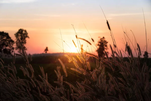 Hermosa escena con hierba salvaje ondeando en una puesta de sol . — Foto de Stock