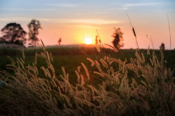 Hermosa escena con hierba salvaje ondeando en una puesta de sol . — Foto de Stock