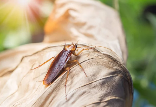 Karaluchy żyjące na naturalnych suchych liściach. — Zdjęcie stockowe