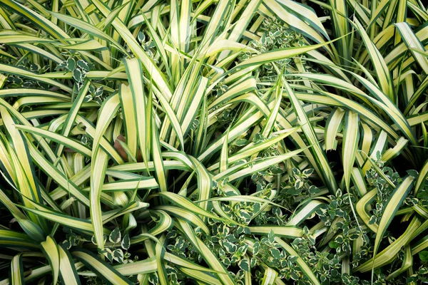Groene bladeren van Chlorophytum comosum. — Stockfoto