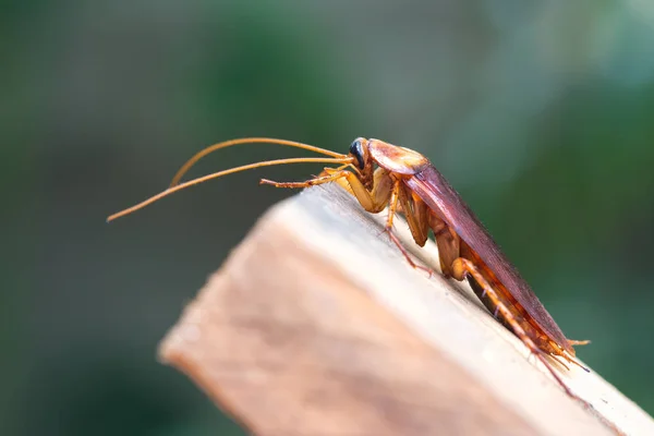 Kakkerlak op houten, natuur onscherpe achtergrond. — Stockfoto