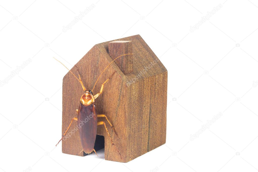 Cockroaches and house models on a white background.