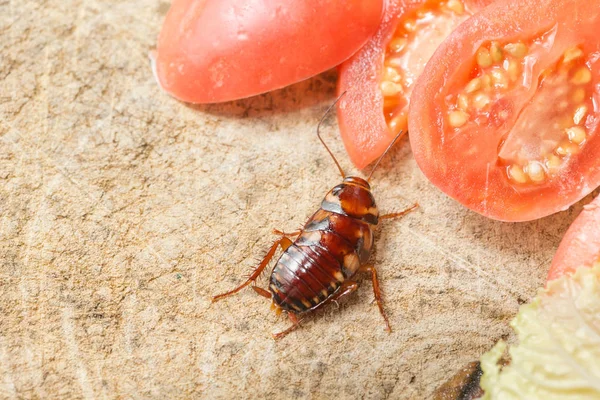 Het probleem in het huis vanwege kakkerlakken wonen in de ki — Stockfoto