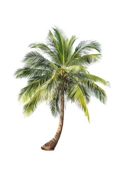 Isolierter Kokosnussbaum Auf Weißem Hintergrund Günstige Kokosnussbäume Sind Die Wirtschaftlichen — Stockfoto