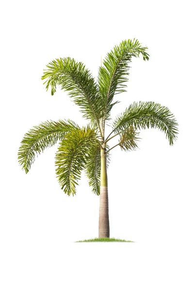 Palm Foxtail Palm Isolerad Vit Bakgrund Tropiska Träd Isolerade Används — Stockfoto