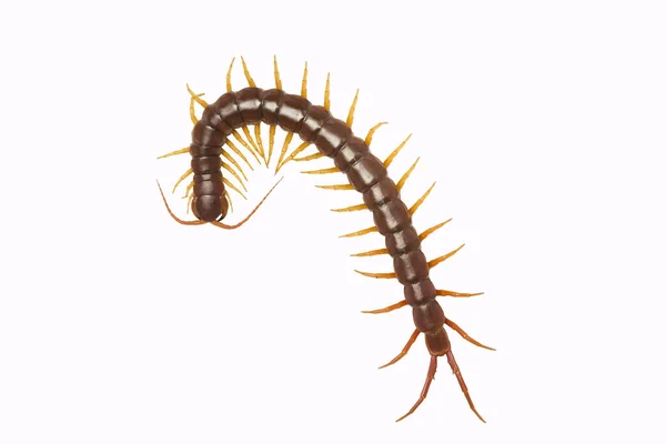 Centipede Scolopendra Centipede Isolated White Background Top View Living Centipede — Stock Photo, Image