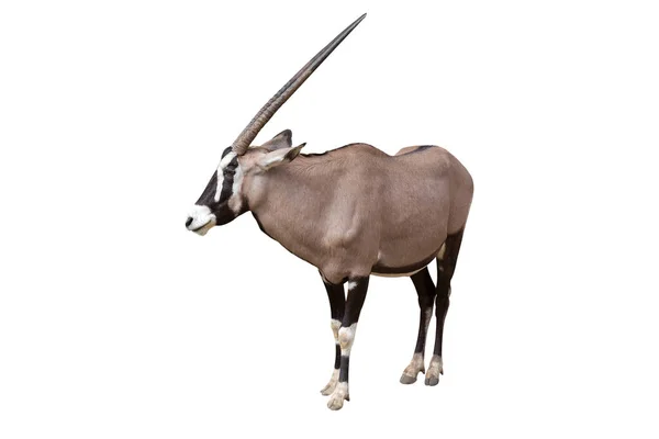 Gemsbok Oryx Gazella Geïsoleerd Witte Achtergrond Een Van Verschillende Afrikaanse — Stockfoto