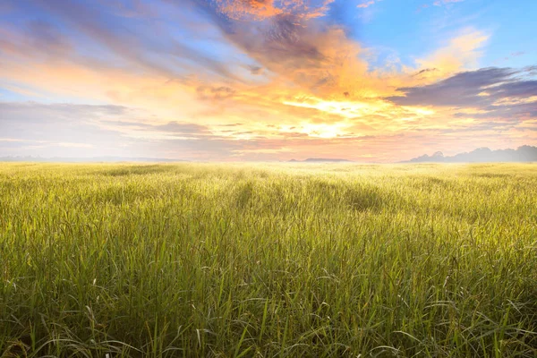 Reisfeld Und Himmelshintergrund Bei Sonnenuntergang Mit Sonnenstrahlen Bio Reisfeld Hintergrund — Stockfoto