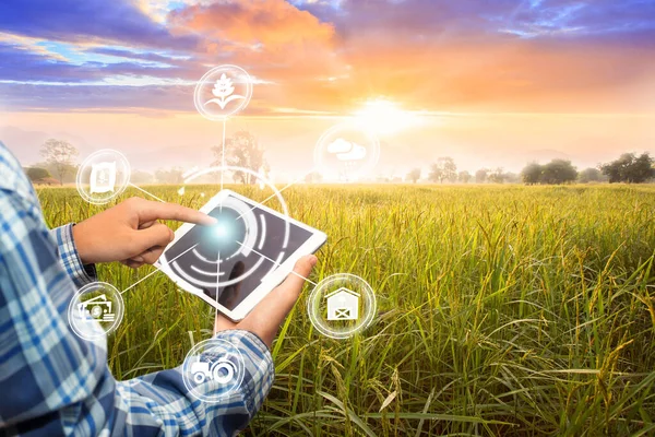 Akıllı tarım sistemi için yenilik teknolojisi, tarım yönetimi, akıllı teknoloji kavramına sahip akıllı telefonlar. Sugarcane çiftliğinde çalışan Asyalı erkek çiftçi çalışmak için veri topluyor..