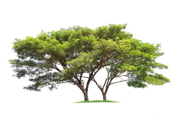 萨玛尼亚 被白色背景隔离 隔离的热带树木 用于设计 广告和建筑 — 图库照片