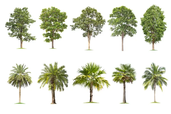 白色背景上孤立的大树 收集的树木 隔离的热带树木 用于设计 广告和建筑 — 图库照片