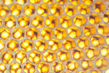 Balmumu bal peteğinin bir bölümünün arkaplan dokusu ve deseni tam çerçeve görünümlü altın bal dolu bir arı kovanına ait.