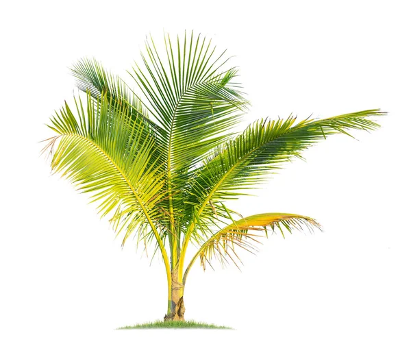 Isolated coconut tree on white background Low-cost coconut trees are the economic crops of Thailand, which the Thai people call coconut perfume.