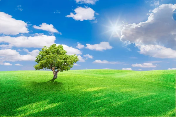 Grünes Feld Und Blauer Himmel Mit Leichten Wolken Bild Von — Stockfoto