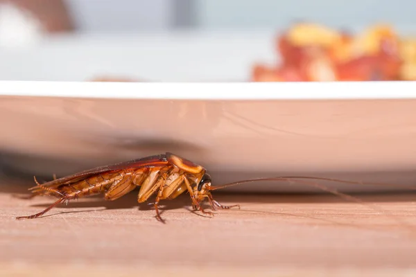 台所に住んでいるゴキブリのために家の中の問題 食べ物のプレートの下に隠れてゴキブリ ゴキブリは病気の運び屋です — ストック写真