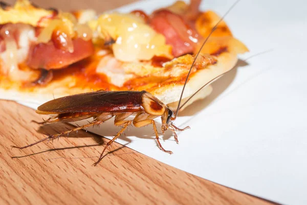 Het Probleem Huis Dat Kakkerlakken Keuken Wonen Cockroach Eten Pizza — Stockfoto
