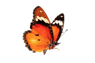  Beyaz arka planda tek başına uçan güzel bir kelebek. Tawny Coster (Acraea ihlali), Acraea terpsicore, esmer coster, grafikler veya reklam tasarımı için kullanılan küçük bir kelebektir..