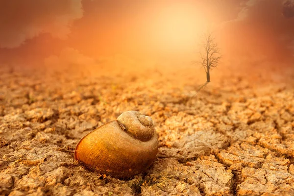 Global Warming Concept Tree Image Showing Arid Land Changing Environment — Stock Photo, Image