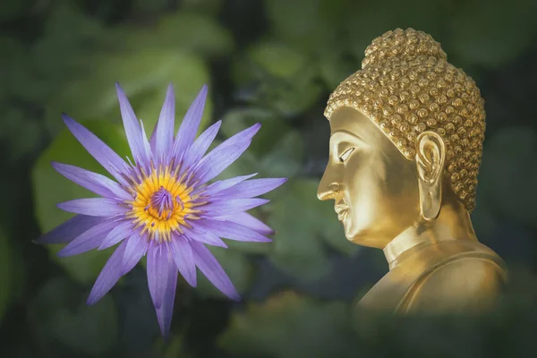 黄色の雄蕊のある白い睡蓮の花を咲かせ 大きな緑色の葉を水に浮かべて閉じます 仏の顔 仏教はインドの人々に人気があるので インドの仏教に関係する — ストック写真