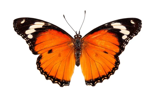 Borboleta Bonita Voando Isolado Fundo Branco Tawny Coster Acraea Violae — Fotografia de Stock