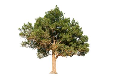 Beyaz arka planda izole ağaçlar. Tayland 'ın kuzeydoğusundaki tropik ağaç tasarım, reklam ve mimarlık için kullanılır.