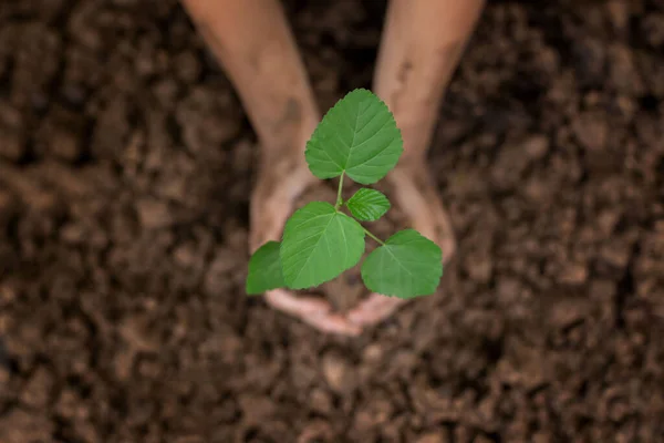 Enfant Tient Petit Arbre Plantés Dans Sol Concept Journée Mondiale — Photo