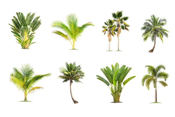 Coconut Palm Trees Isolated Tree White Background Collection