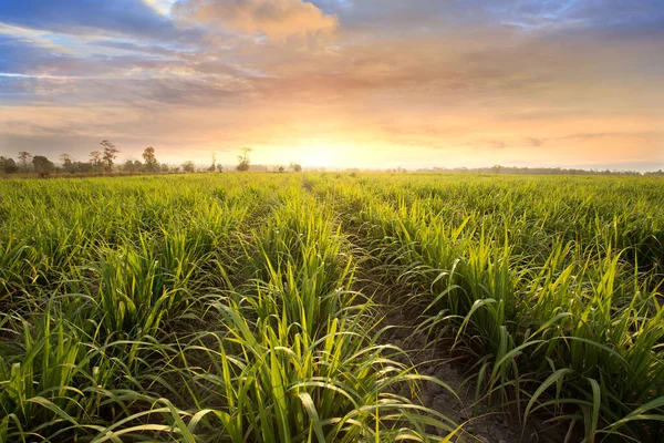 Sockerrörsfält Vid Solnedgången Sockerrör Ett Gräs Familjen Poaceae Det Smakar — Stockfoto