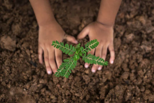 Enfant Tient Petit Arbre Plantés Dans Sol Concept Journée Mondiale — Photo