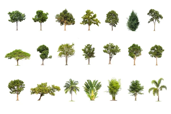 Odizolowane Duże Drzewo Białym Tle Kolekcja Drzew Drzewa Tropikalne Odizolowane — Zdjęcie stockowe